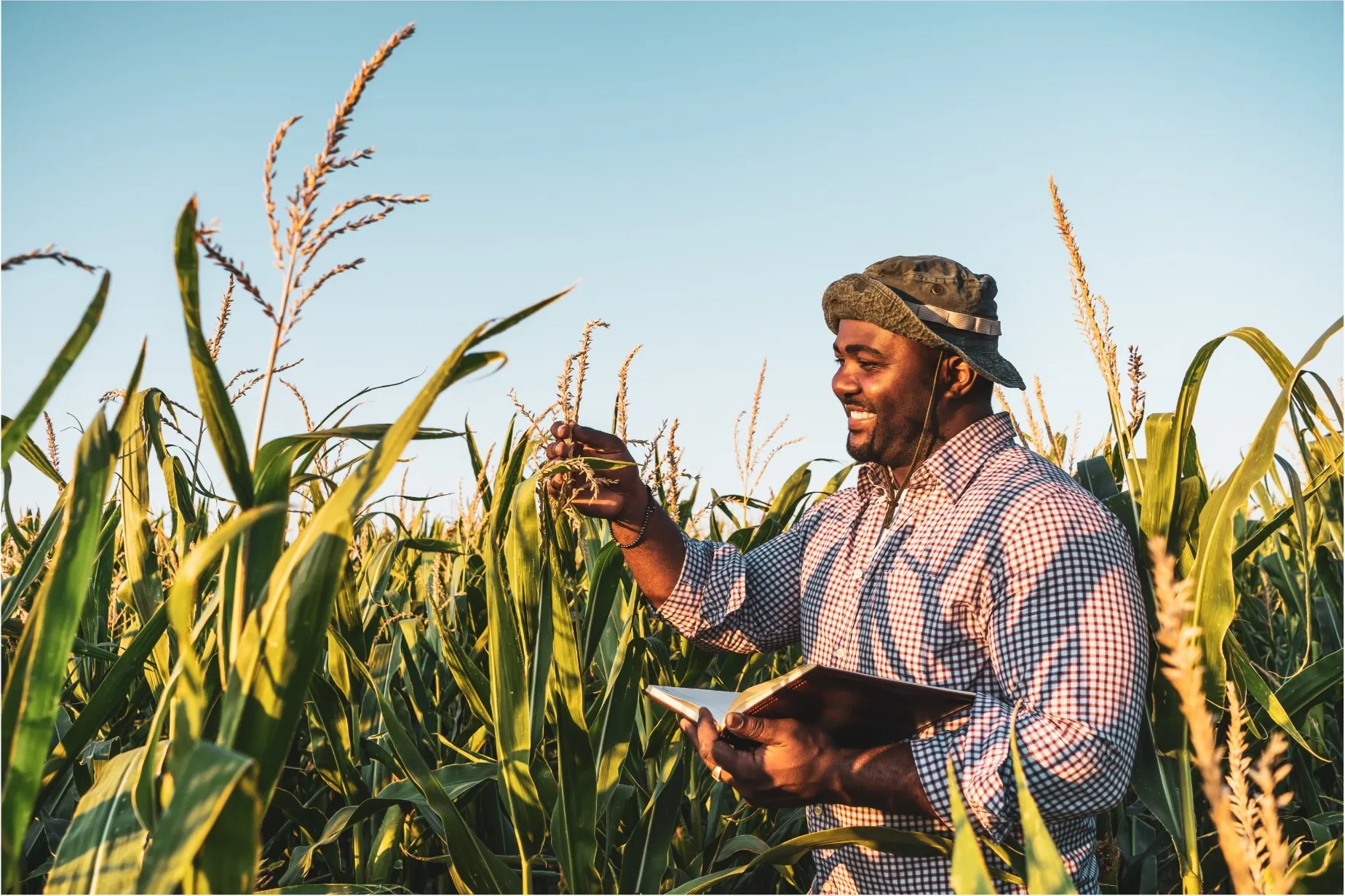 Farmer inspecting a crop in a field