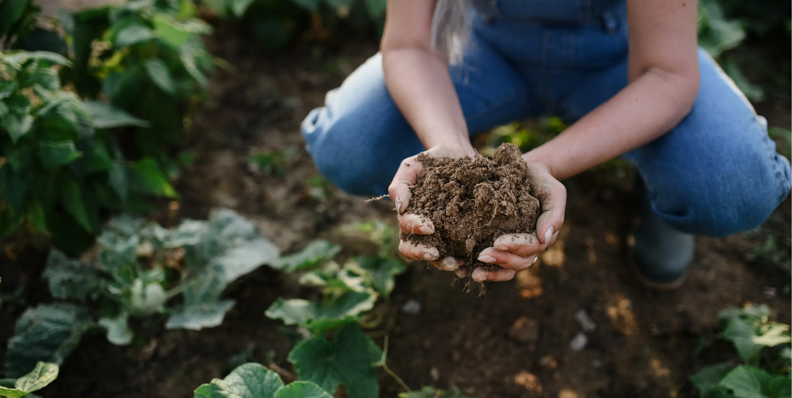 Farmer holding a handful of healthy soil