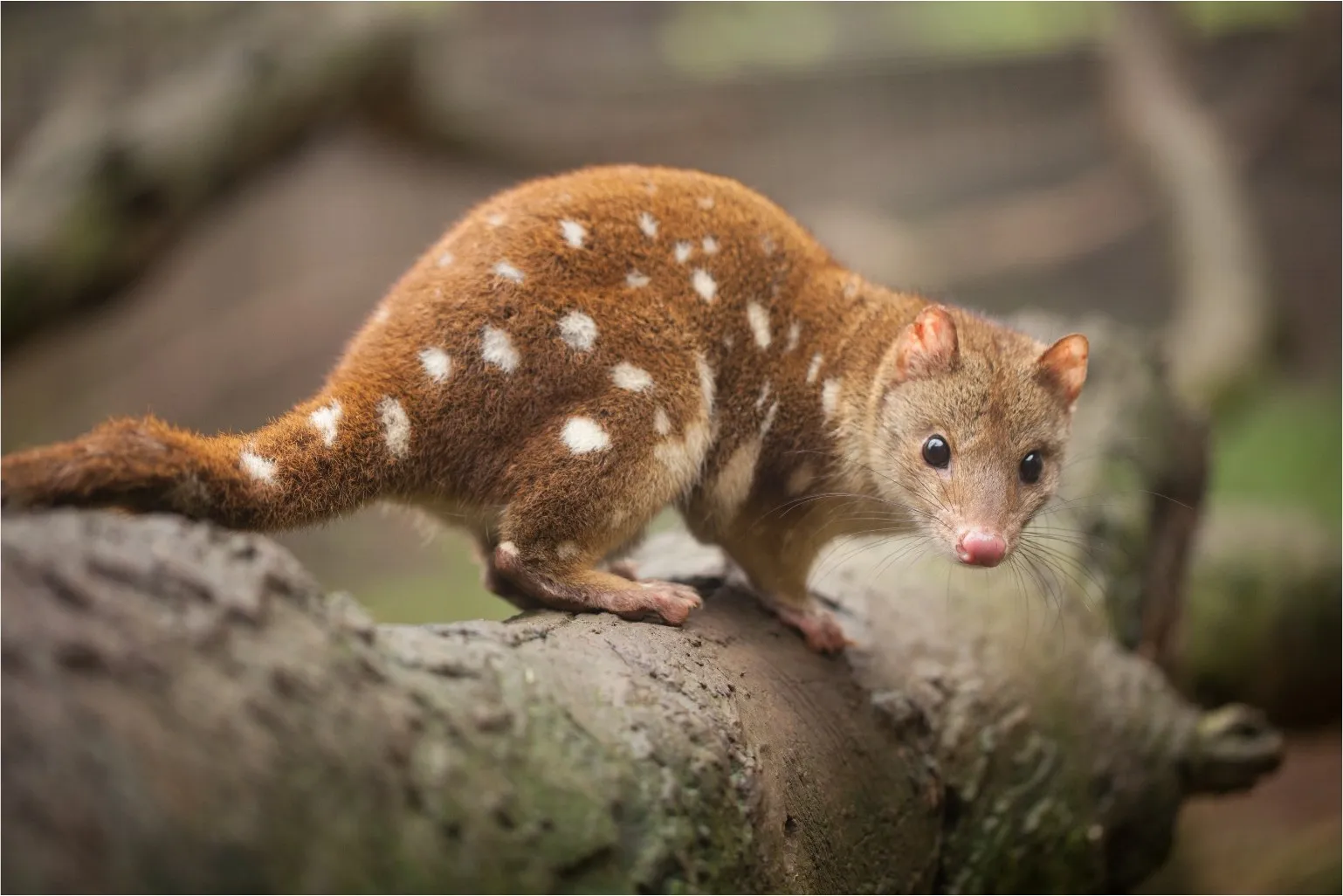 Spotted-tail quoll standing on a fallen tree