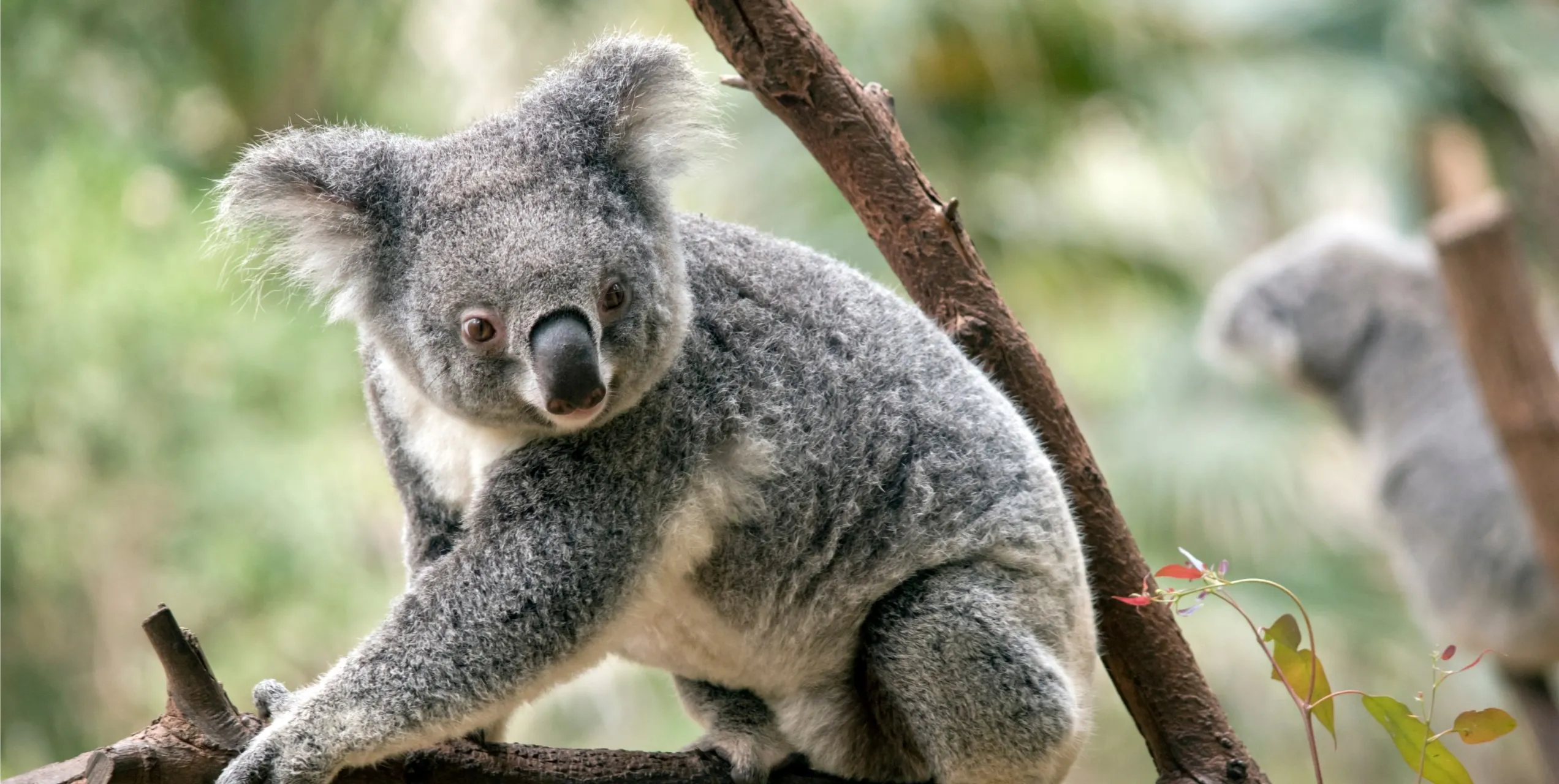 Koala resting in a tree
