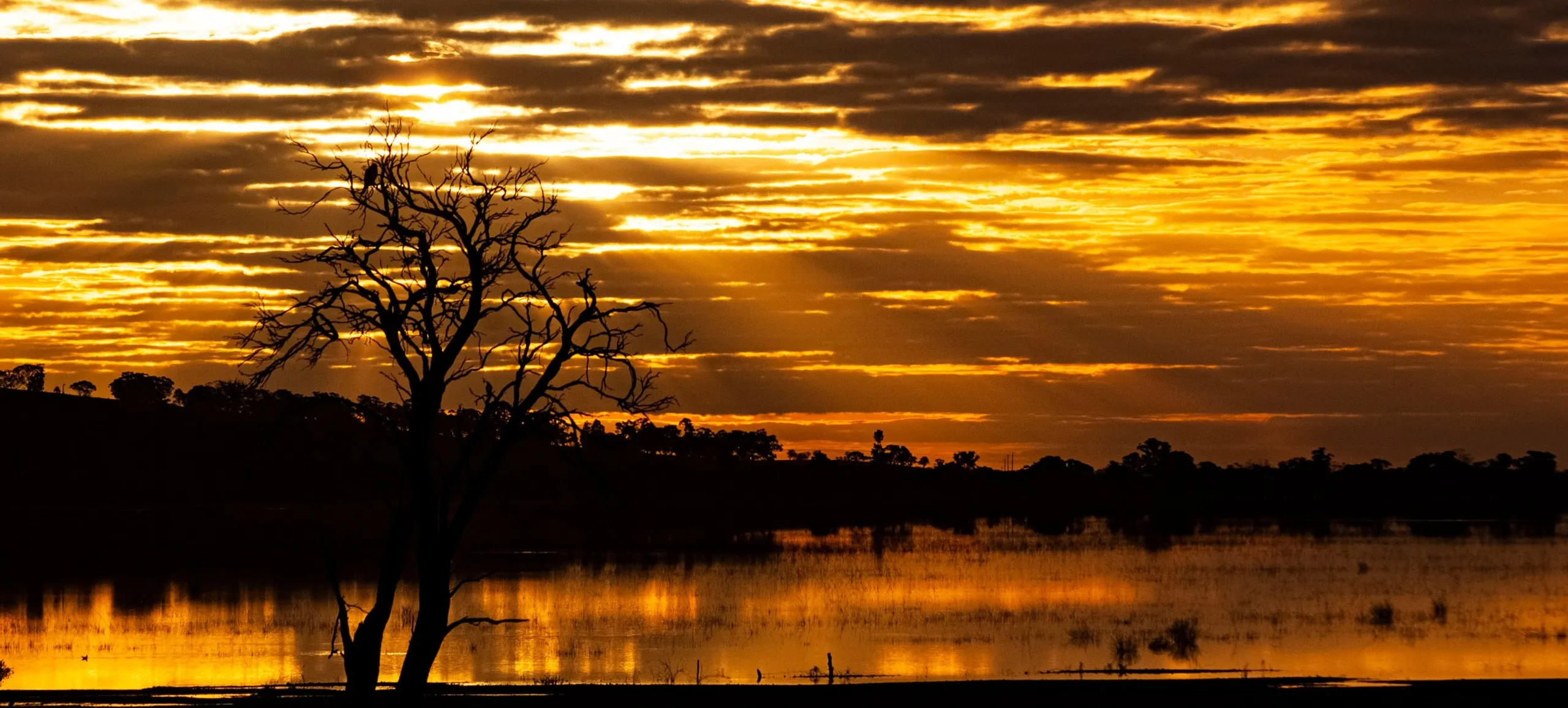 A silhouetted tree beside wetlands under a golden sunset