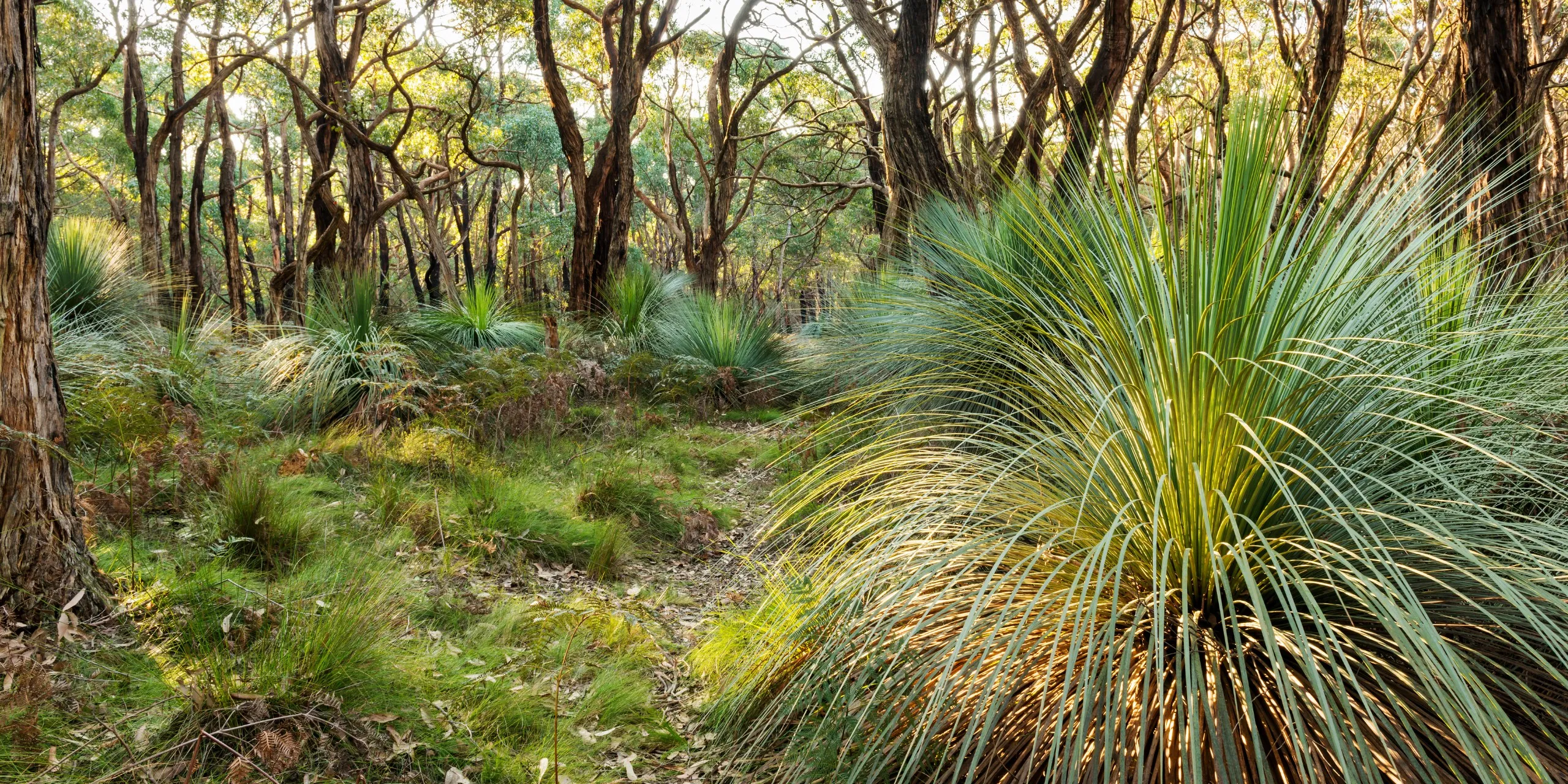Australian bushland with grass trees